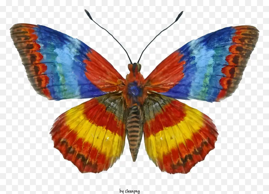 Papillon，Ailes Multicolores PNG
