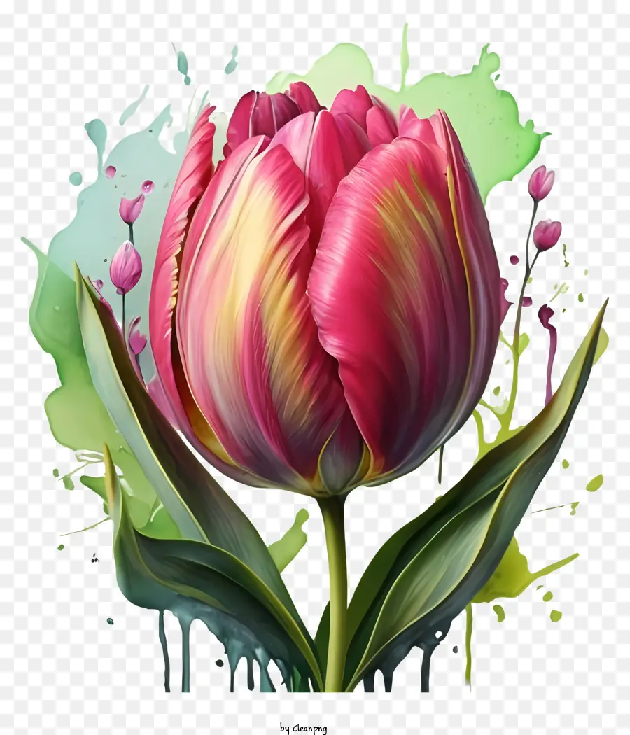 Rose Tulipe，Tige Verte PNG