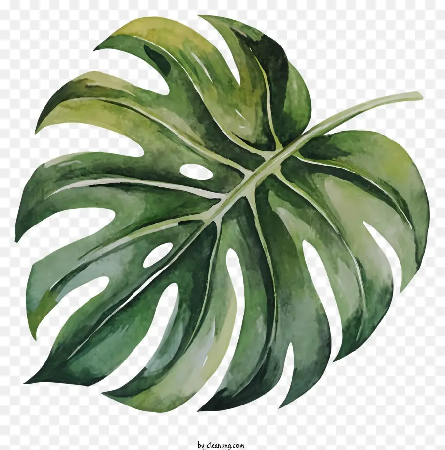 Peinture à L'aquarelle，Feuille De Monstera PNG