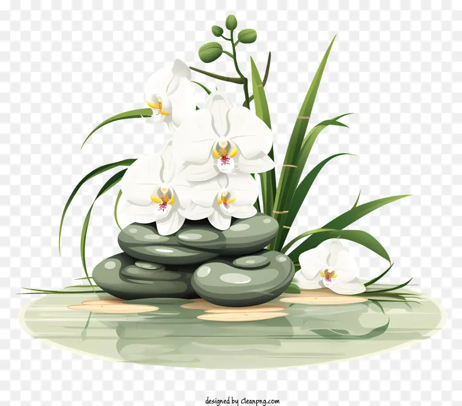 Orchidées Blanches，Jardin Zen Avec Orchidées Blanches PNG