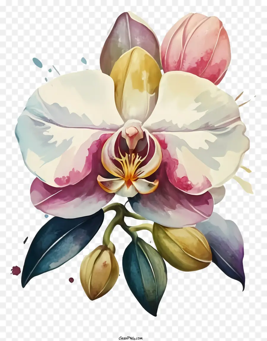 Orchidée，Fleurs PNG