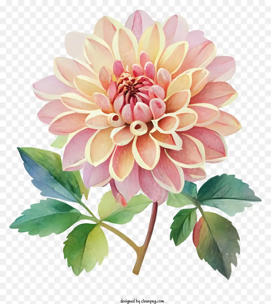 Fleur De Dahl，Fleur Rose Et Jaune PNG