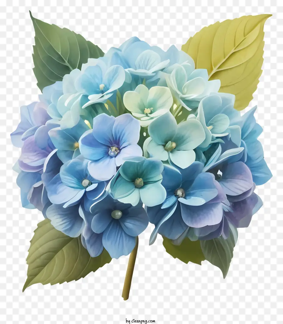 Fleur Horticole，La Lumière Fleur Bleue PNG