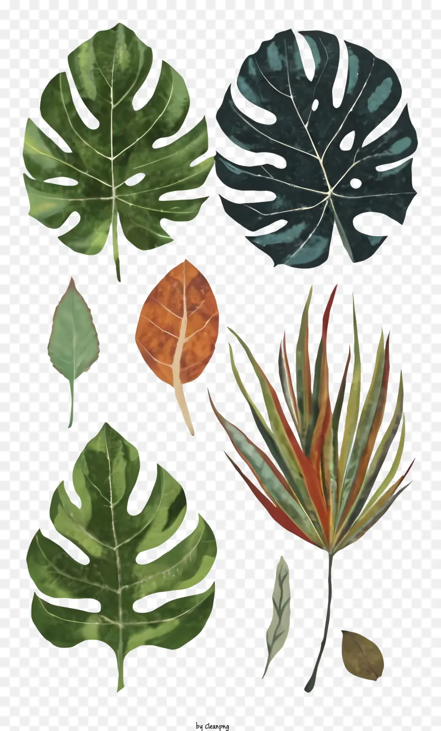 Plantes Tropicales，Feuilles PNG