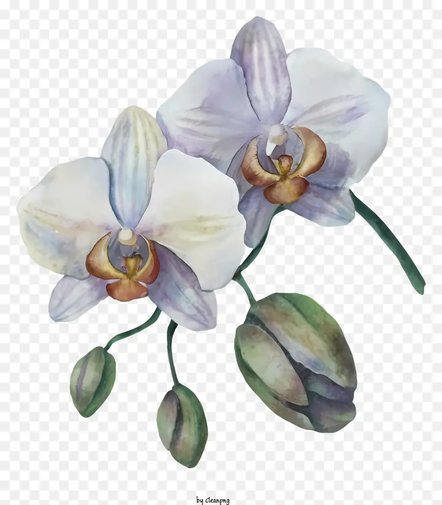 Peinture à L'aquarelle，Orchidées Blanches PNG