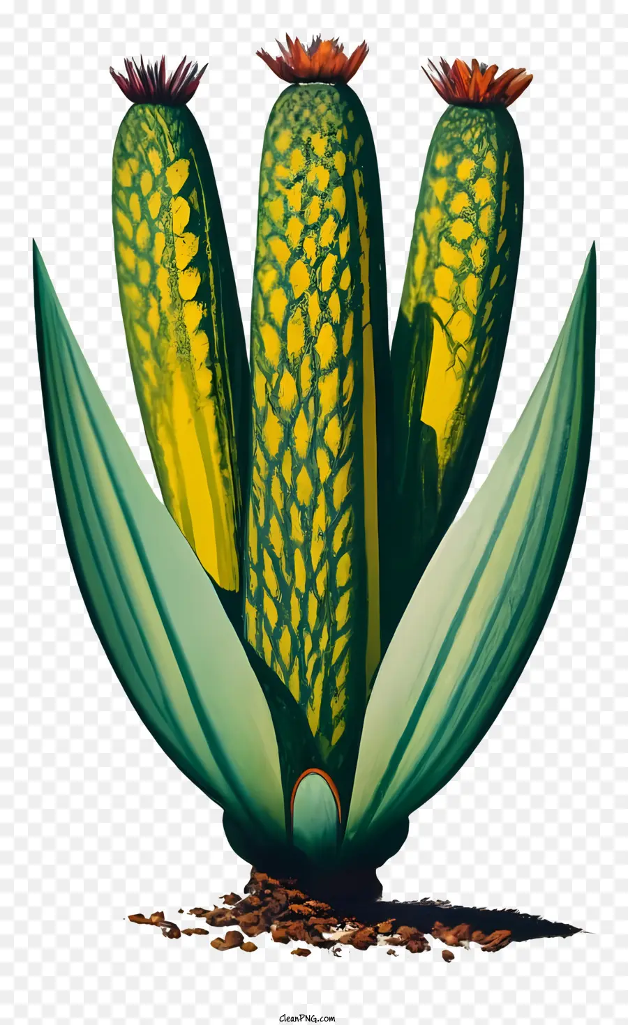 Plante De Cactus，Cactus PNG