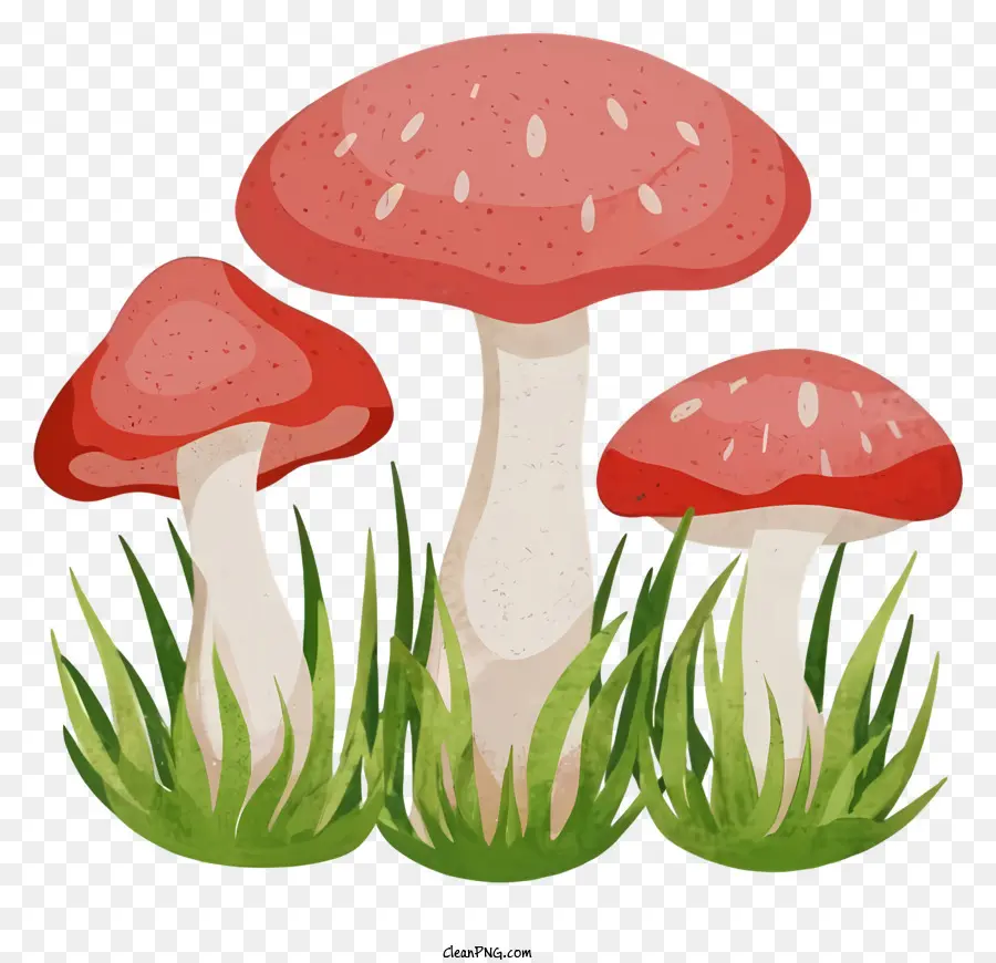 Champignons，Champignon PNG