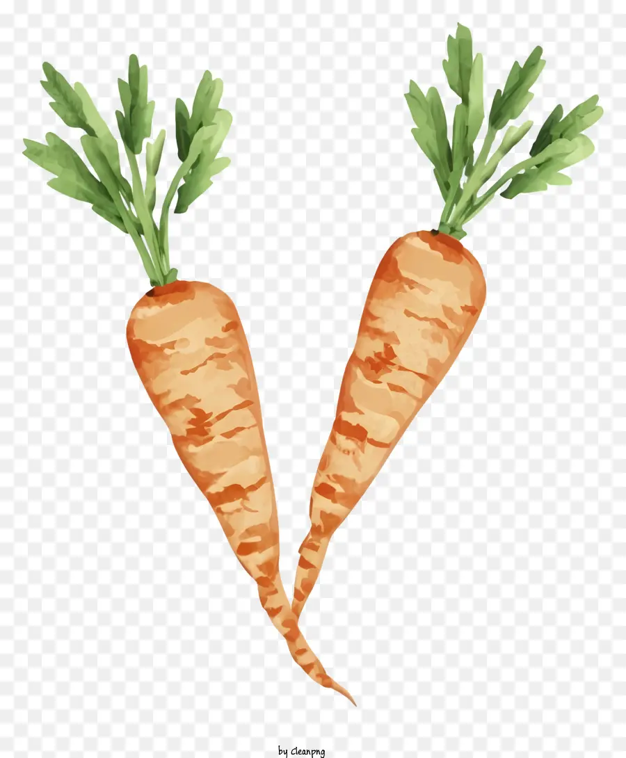 Carottes，Orange PNG