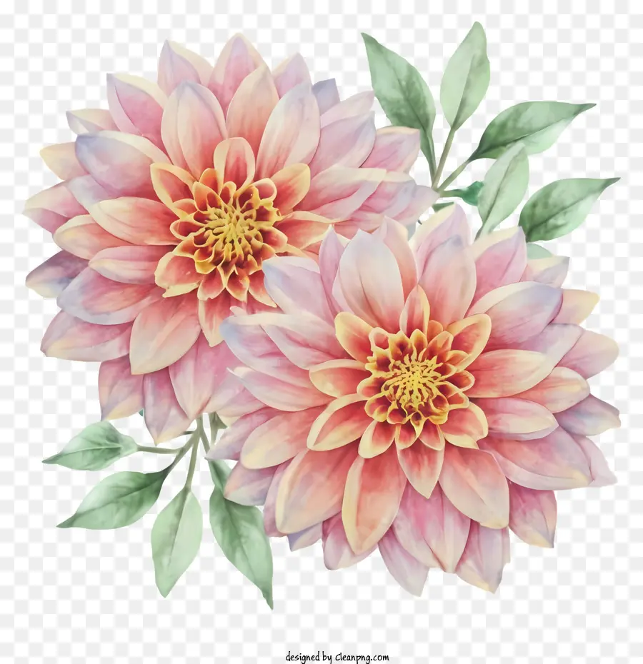 Fleurs De Dahlia Rose，Dahlias Fleuris PNG