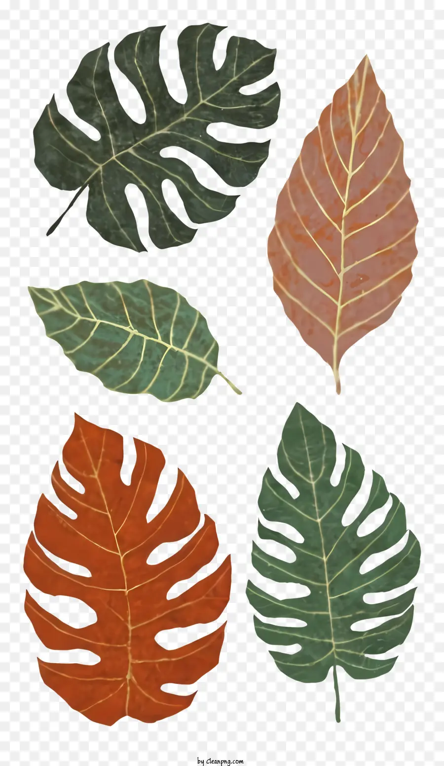 Feuilles，Les Plantes PNG