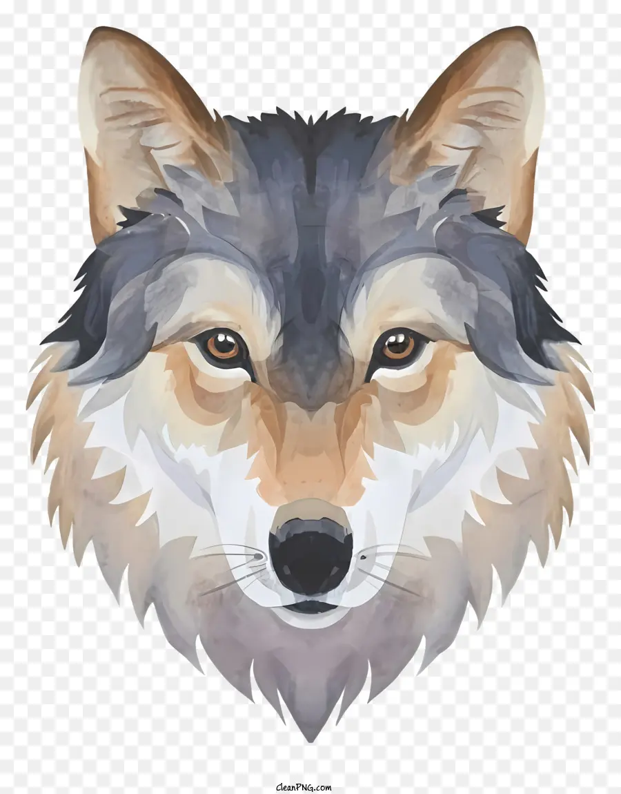 Loup Gris，œil Bleu Perçant PNG