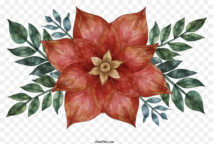 Peinture à L'aquarelle，Fleurs De Poinsettia PNG