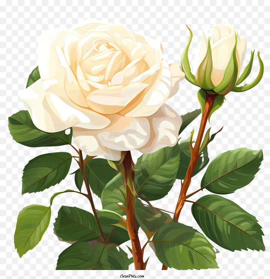 Fleur De Rose Blanche，Rose Blanche PNG