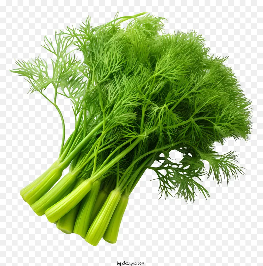 Dill Green Dill Weed，Fenouil PNG