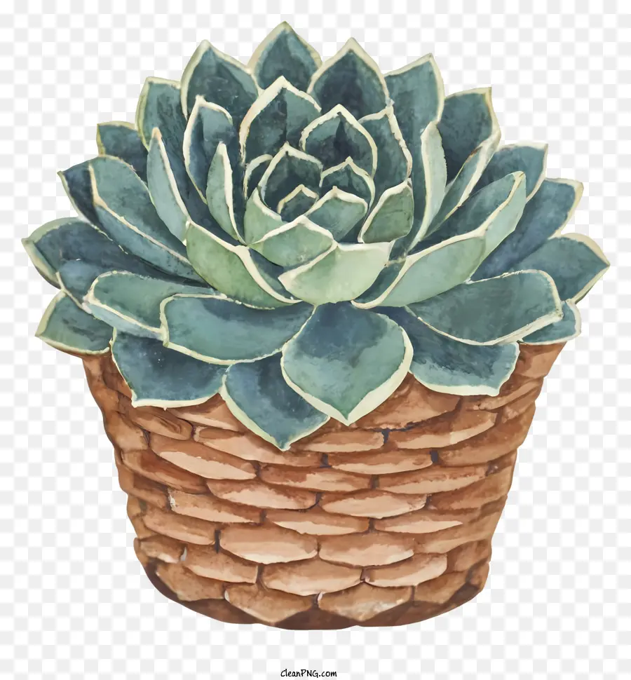 Plante Succulente，Panier Tissé PNG