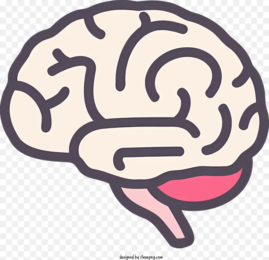 L'anatomie Du Cerveau，Le Cerveau Humain PNG