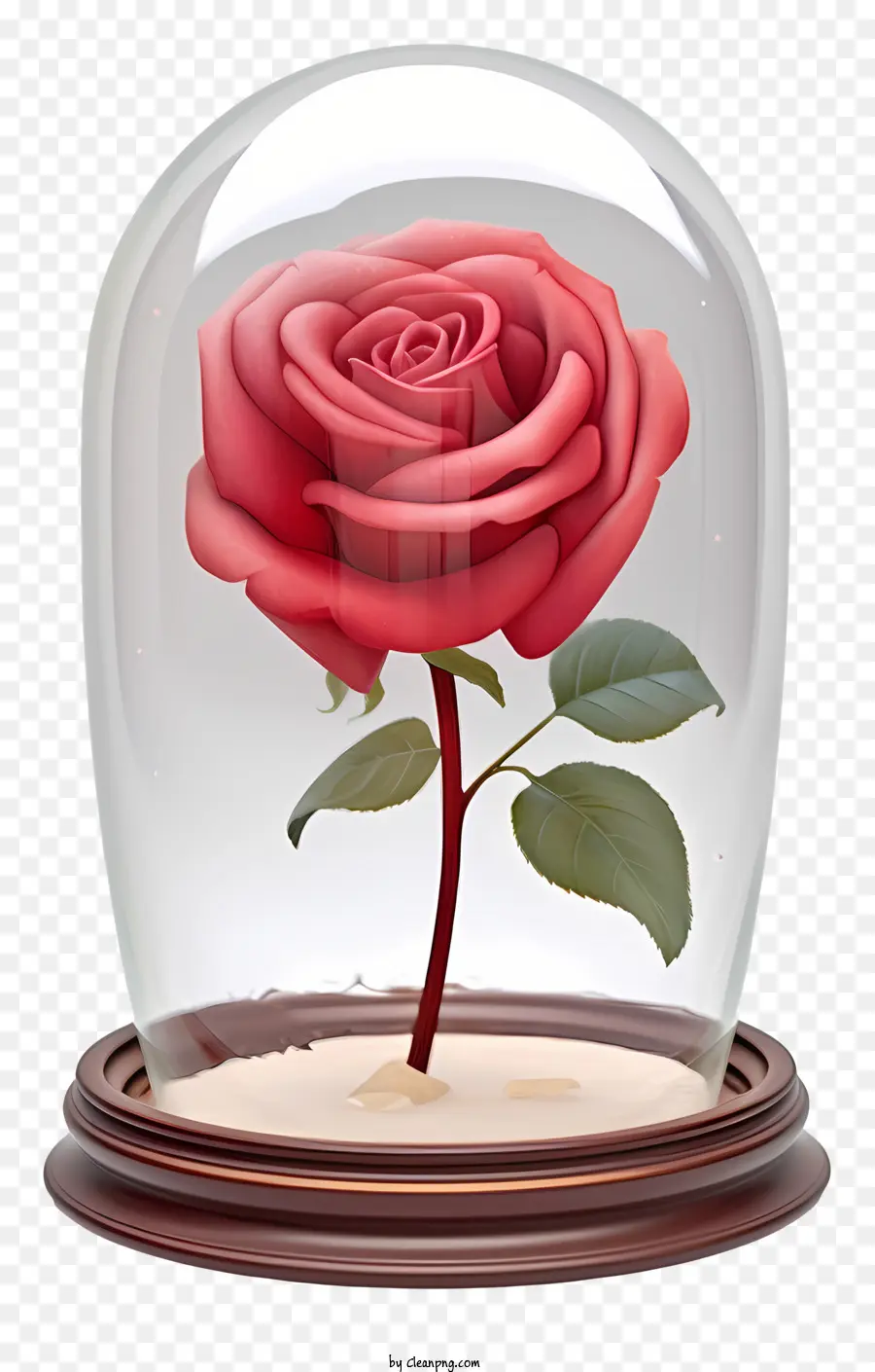 Rose Rouge，Rose PNG