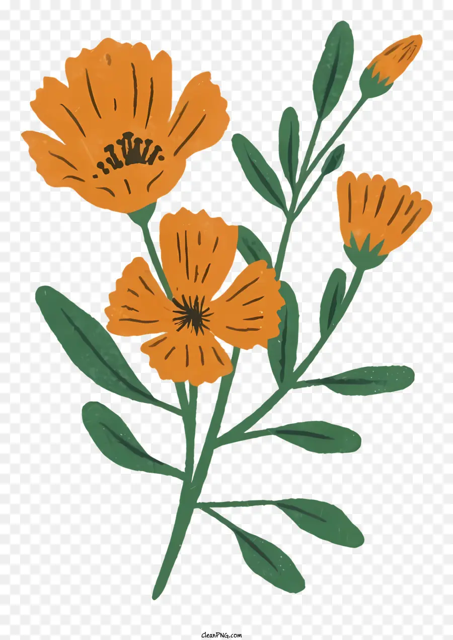 Oeillet Orange，Fleurs PNG