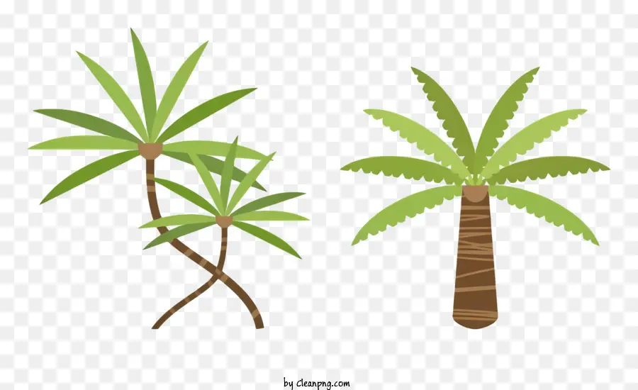 Les Palmiers，Palmiers Penché PNG