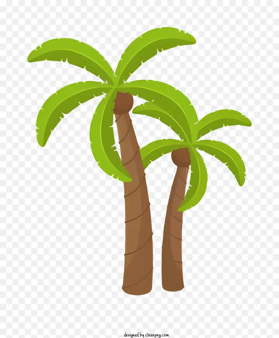Les Palmiers，Feuilles PNG