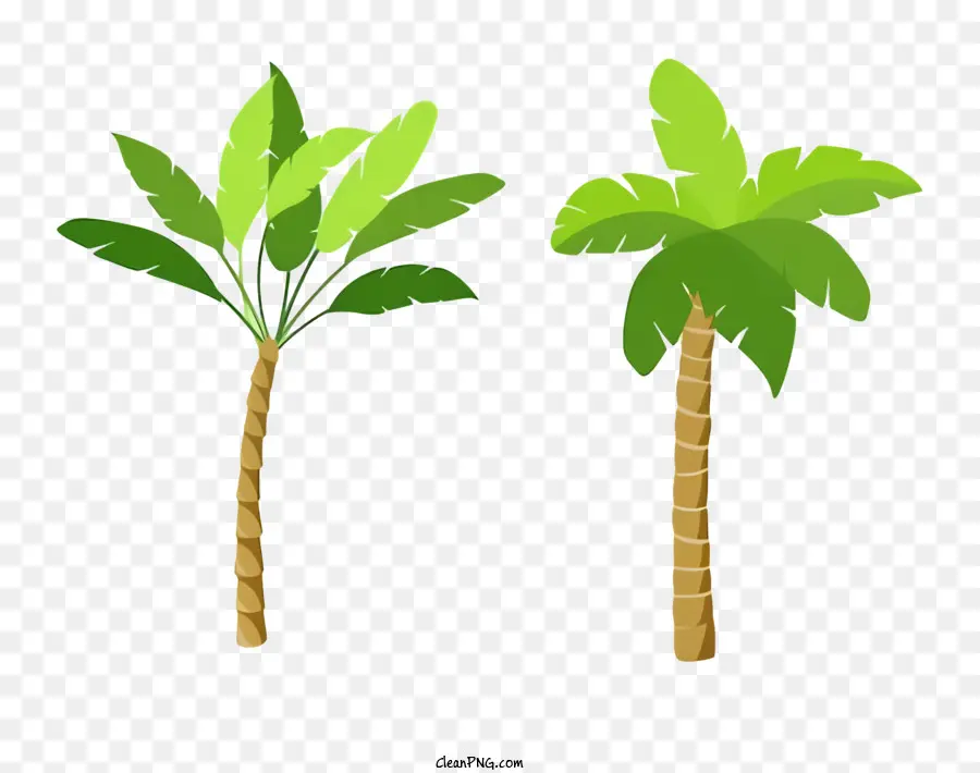 Les Palmiers，Tronc Long PNG