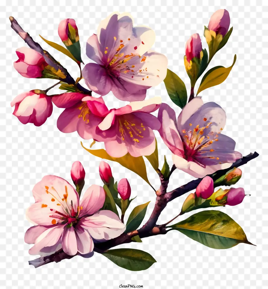 Fleurs De Cerisier，Arbres En Fleurs PNG