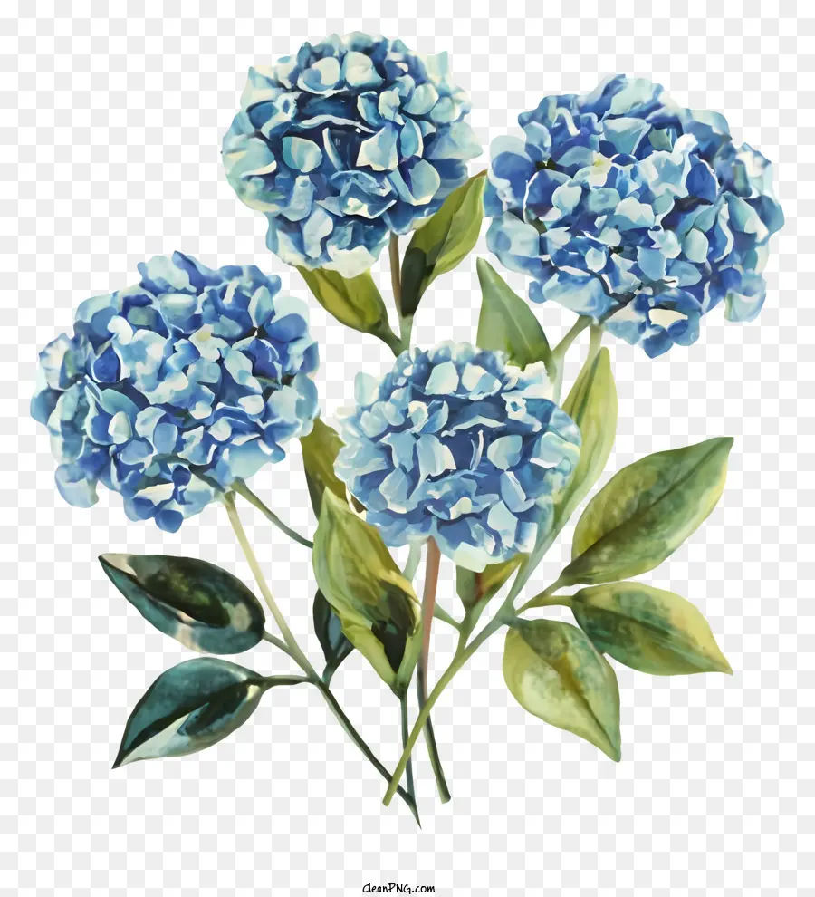 Fleurs D'hortensia Bleues，Hortensia Bleu PNG