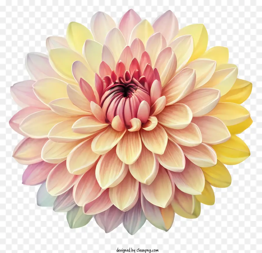 Fleur，Centre Rose Et Jaune PNG