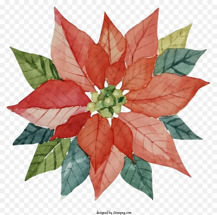 Poinsettia，Fleurs Rouges PNG