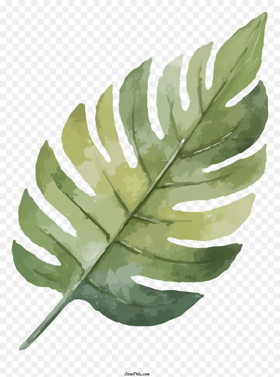 Plante Tropicale，Feuille PNG