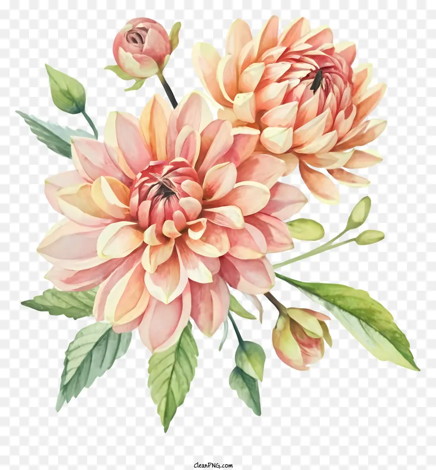 Fleurs De Dahlia Rose，Arrangement Floral En Cascade PNG