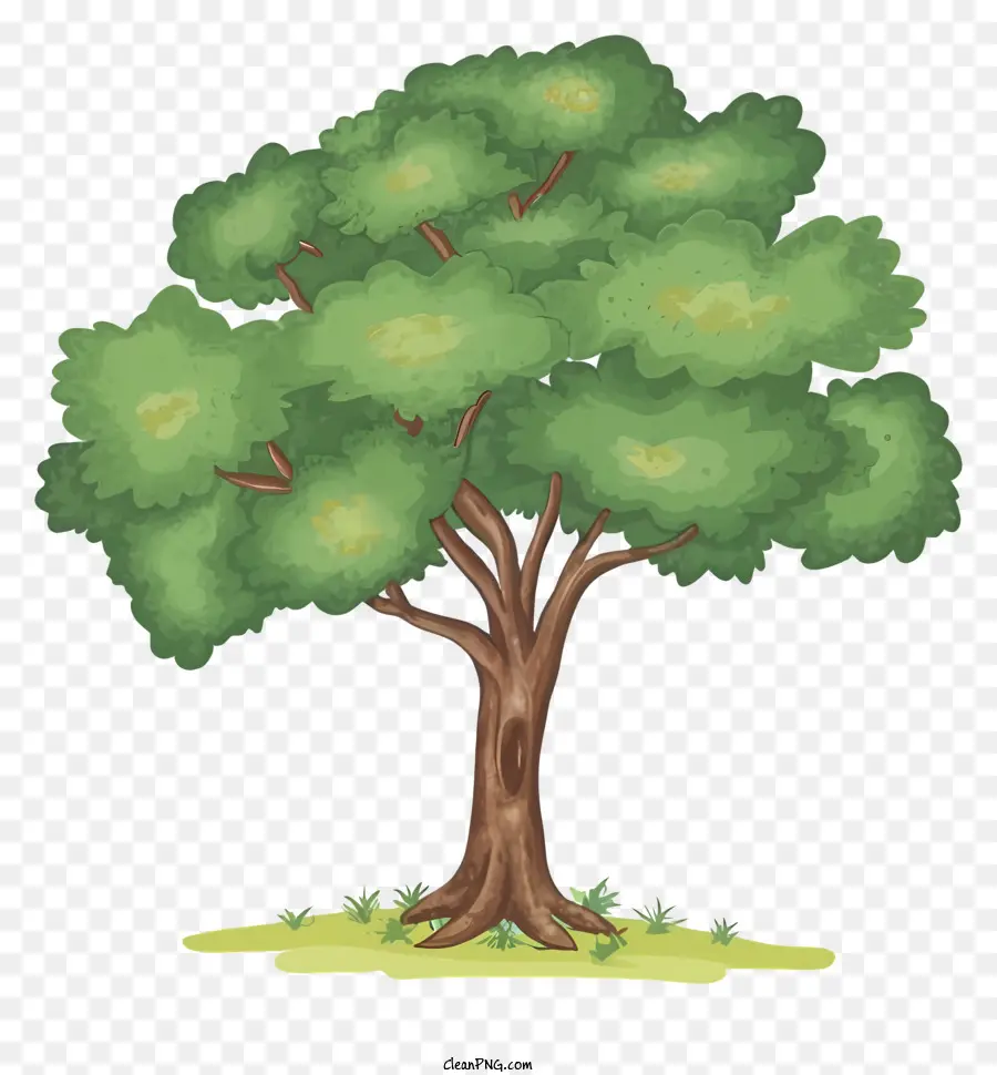 Arbre，La Nature PNG