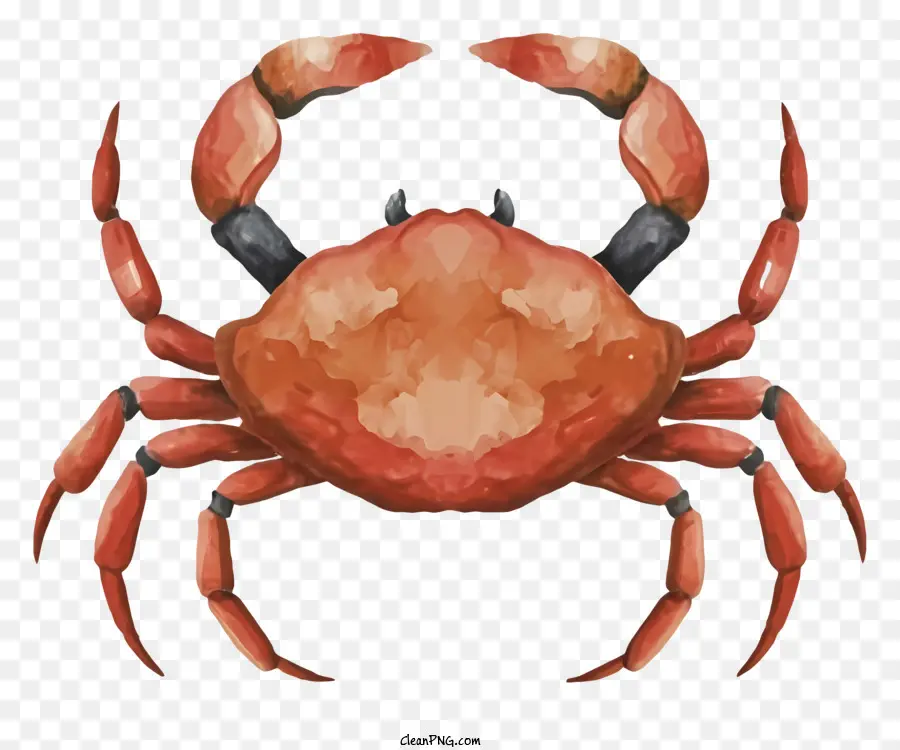 Peinture De Crabe Aquarelle，Crabe Rouge Avec Des Griffes Noires PNG