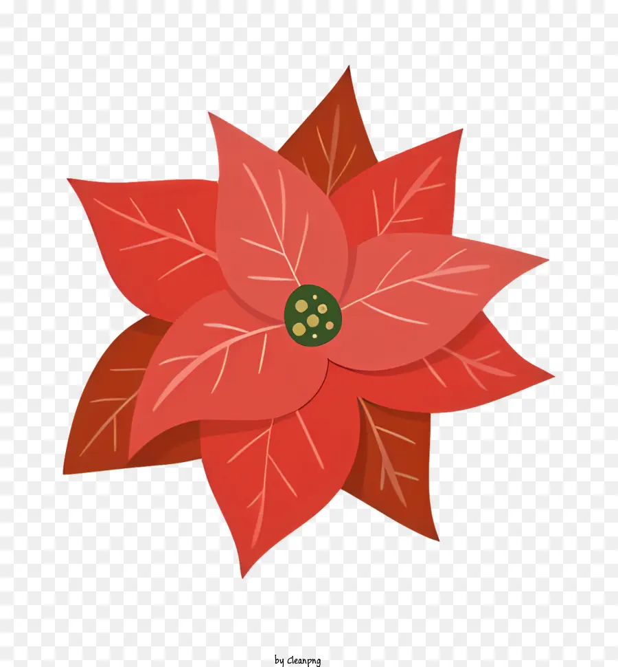 Poinsettia Rouge，Fleur De Poinsettia PNG