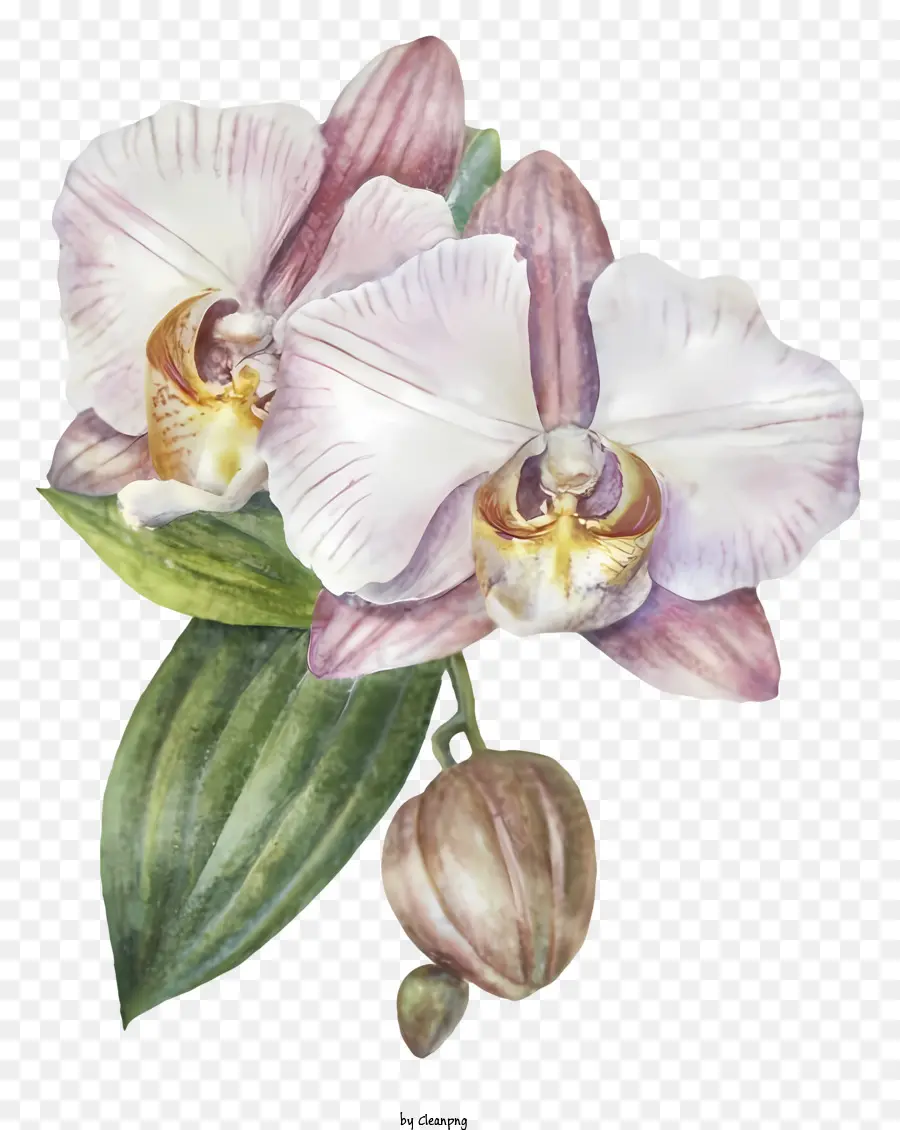 Orchidée Rose，Fleurs D'orchidée PNG