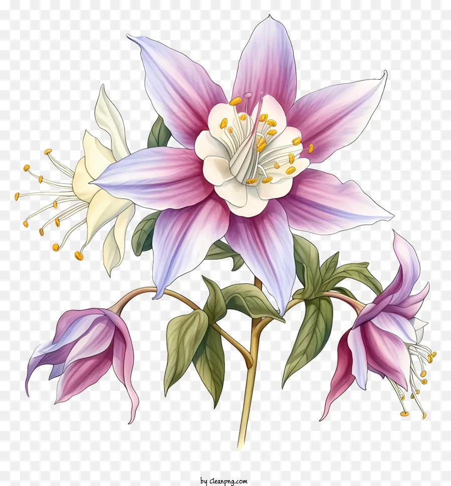 Coloré Fleur，Fleur Blanche PNG
