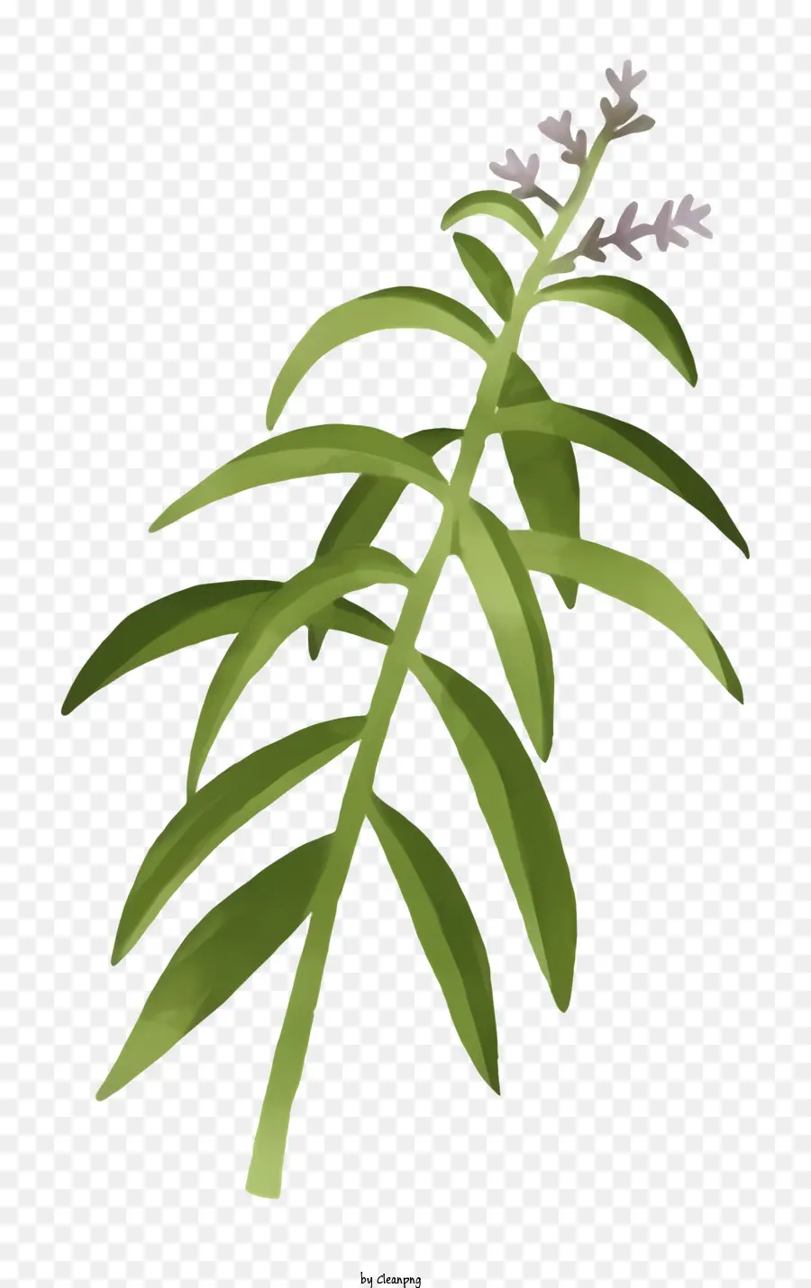Plante，Vert PNG