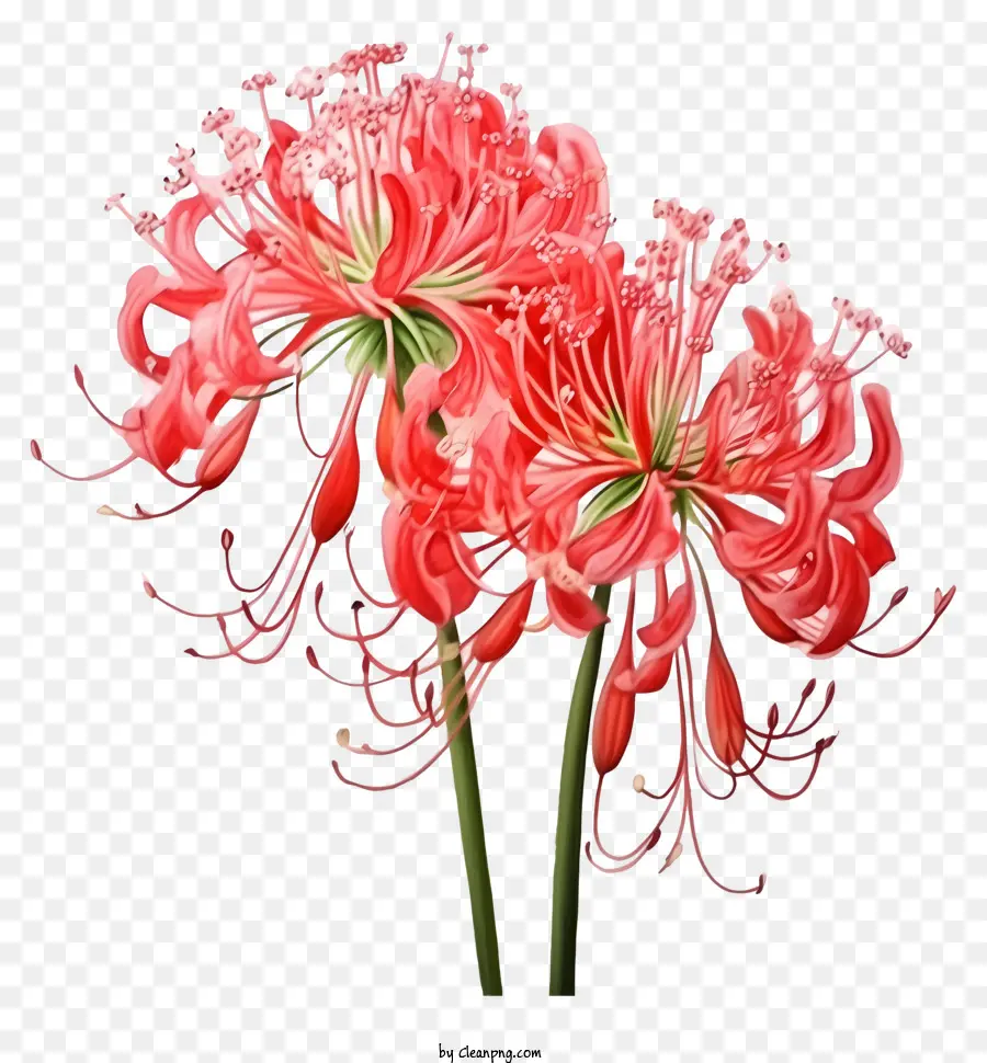 Fleurs Rouges，Lis PNG