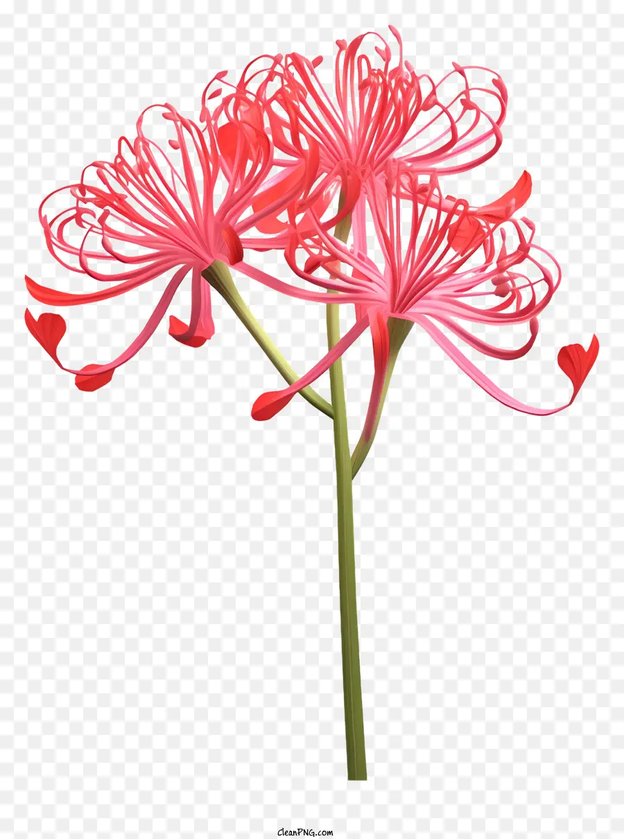 Fleur Rose，Fleurs Rouges PNG