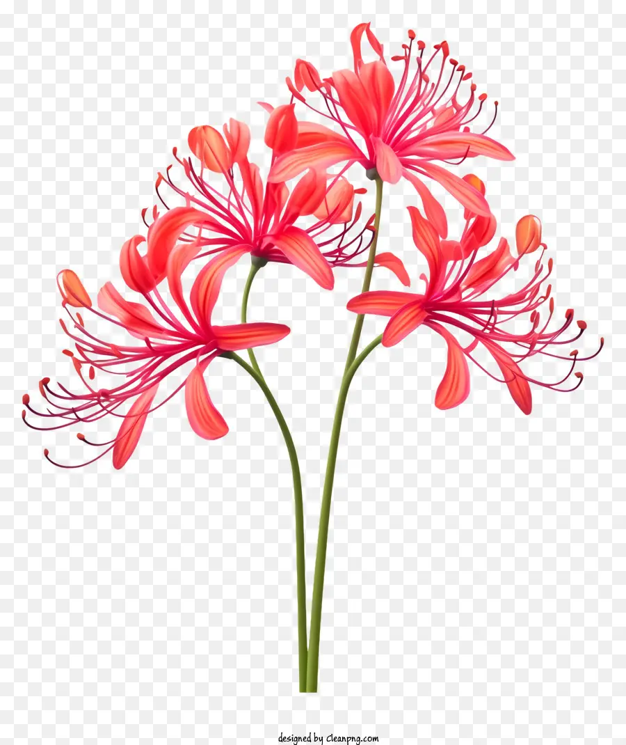 Rouge Chrysanthème，Fleur PNG