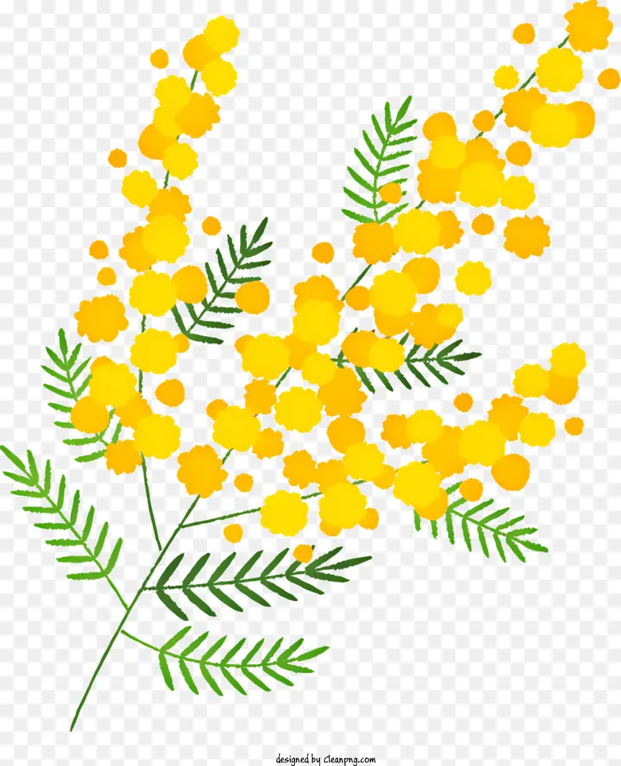 Or Fleurs，Mimosas PNG