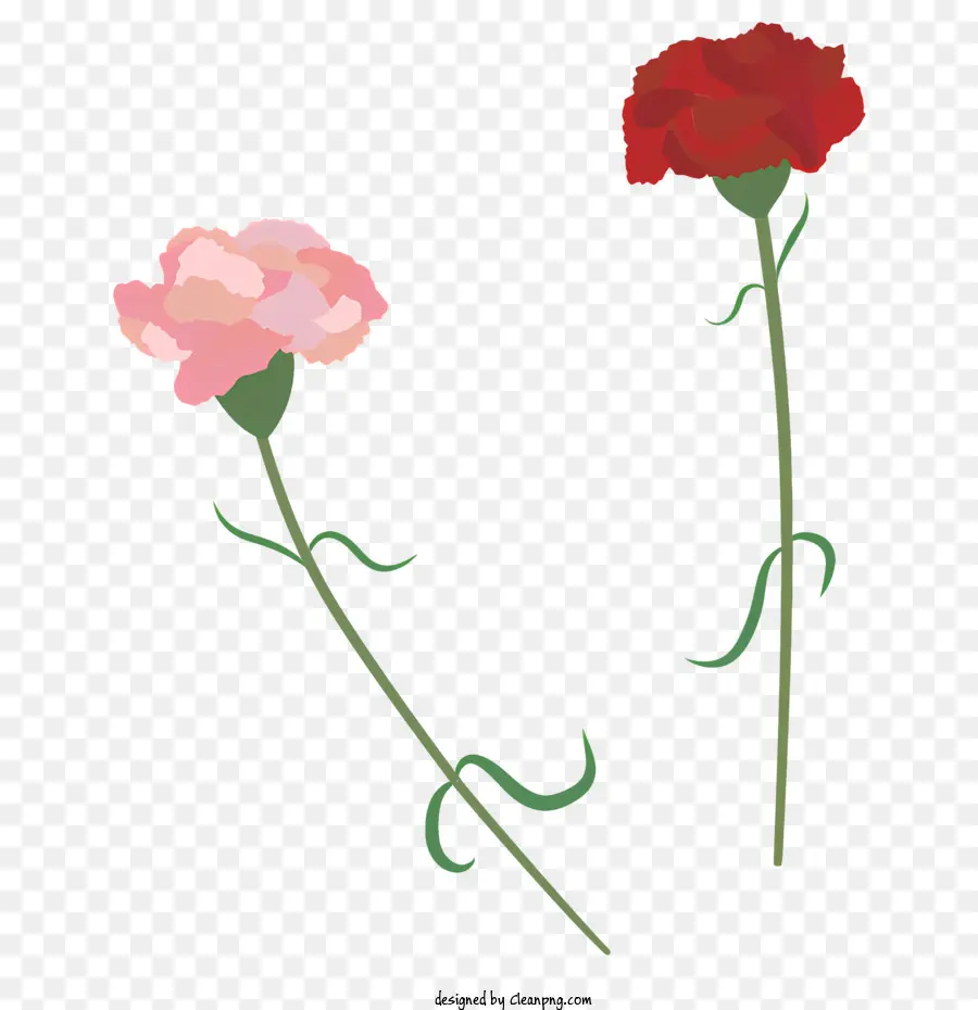 œillets，Oeillet Rose PNG