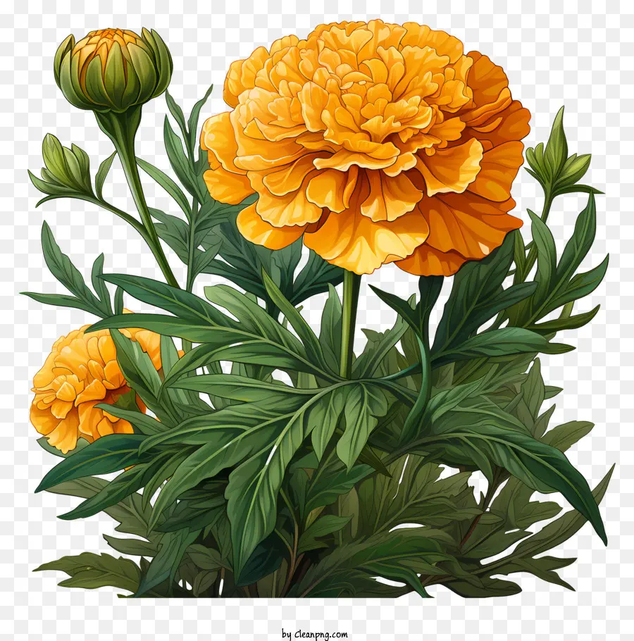 La Fleur D'oranger，Grande Fleur PNG