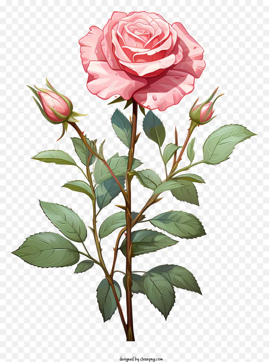 Rose Rose，Tige PNG