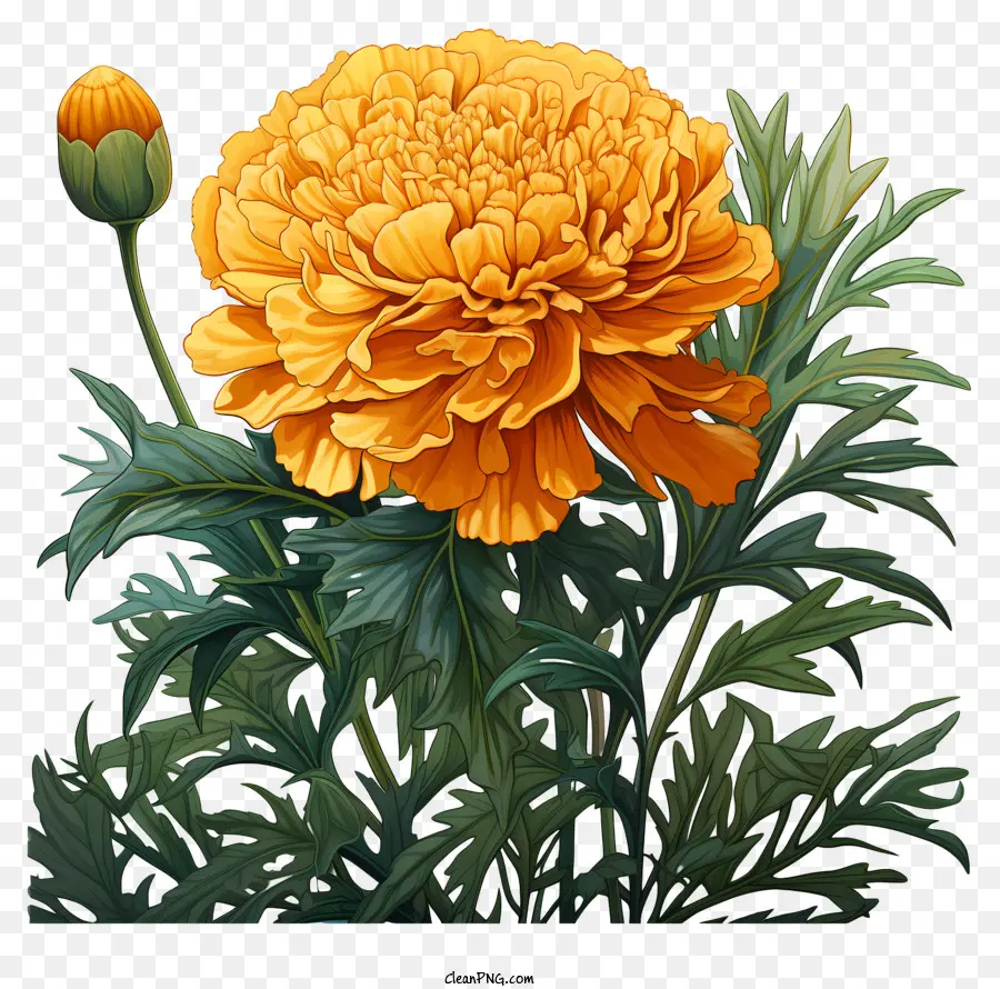 Fleur De Souci，La Fleur D'oranger PNG