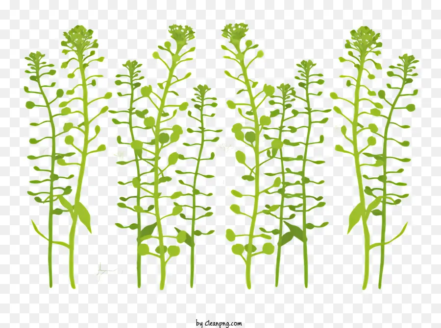 Plantes，Plantes Vertes PNG