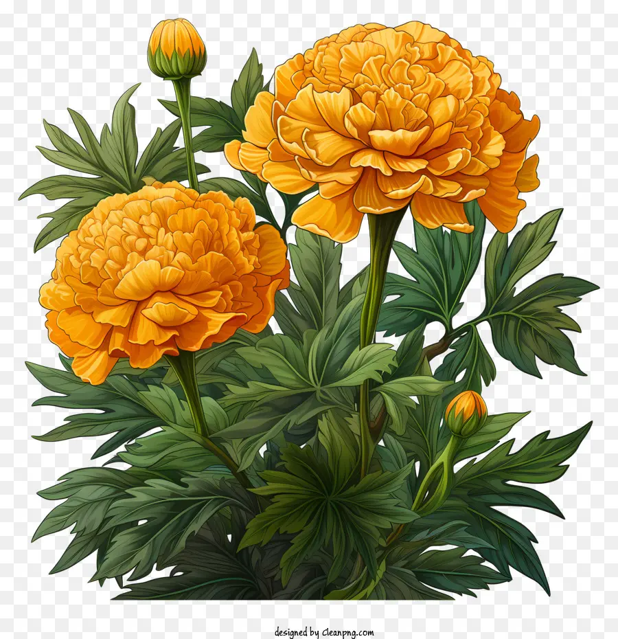 La Fleur D'oranger，Souci PNG