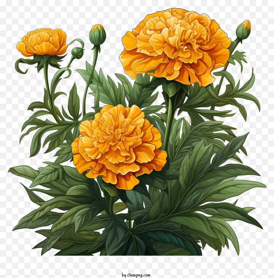 œillets D'orange，Arrangement De Bouquet PNG