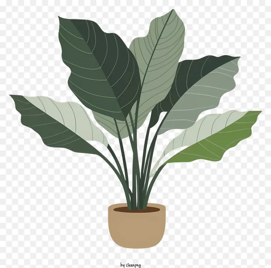 Les Plantes En Pot，Longues Feuilles Vertes PNG