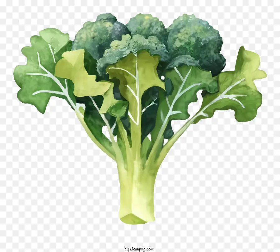 Dessin Animé，Brocoli PNG